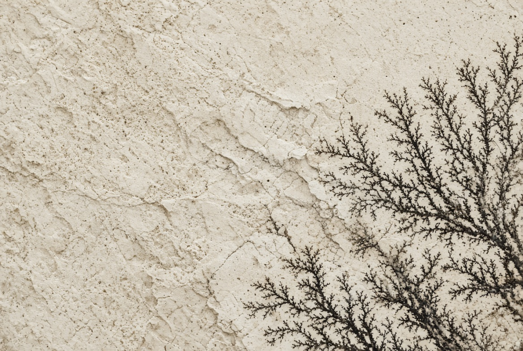 Mint Fossil